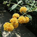 Pack 2 Butterfly Bushes Live Plant, Fragrant Buddleia Bush Shrub, 4 to 9 Inch Tall (Golden Blooms)