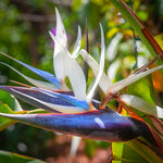 Bird of Paradise Plants Live, Strelitzia Reginae Live Plant, Tropical Perennial Blooming, Houseplant Indoor Outdoor Planting (White)