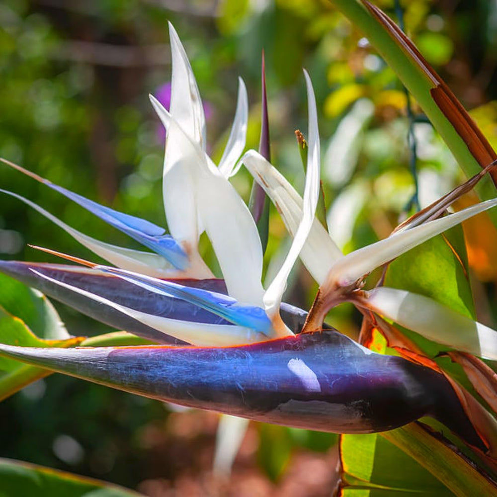 Bird of Paradise Plants Live, Strelitzia Reginae Live Plant, Tropical Perennial Blooming, Houseplant Indoor Outdoor Planting (White)