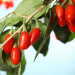 2 Goji Berry Plants 4–6" Tall, Live Fruiting Shrub for Patio, Containers and Backyard Gardening, Hardy Outdoor Plant