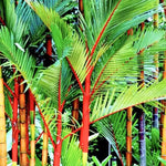 Palm Tree Live Plant, Fully Rooted in 3 Gallon Pot, Rare Tropical Plant Live for Indoor or Outdoor Growing, Red