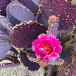 Live Purple Prickly Pear Cactus, 6-8 Inches Tall, Hardy Succulent Plant for Indoor or Outdoor Growing