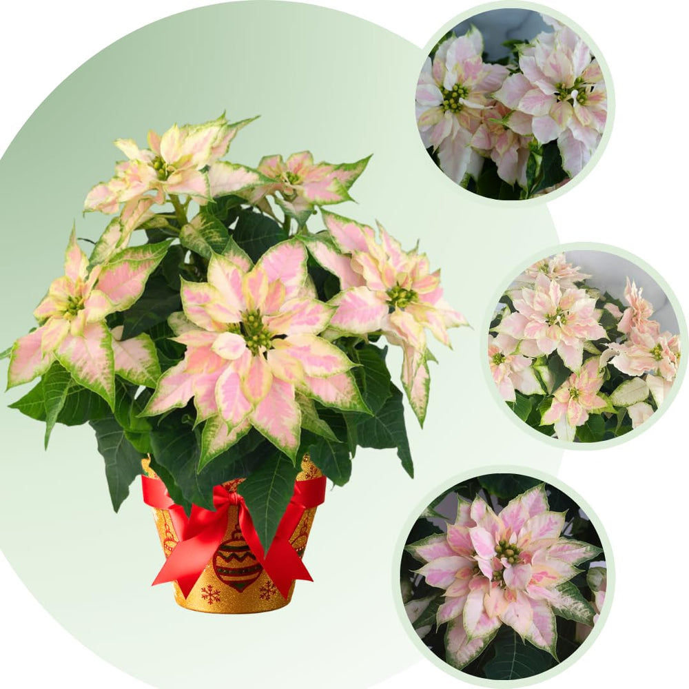 2 Multi Varieties Poinsettia Plants Live, Salmon Peach Poinsettia Flowers for Holiday Christmas Gift, Decoration Houseplant 5-10" in Tall, No Pot