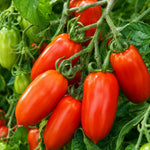 2PPP San Maranzo Tomato Plants Live, Garden Vegetable Plant, 5-8'' Tall