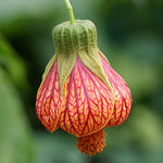 3 Orange Abutilon Plants Live, Orange Lantern Abutilon Live Plant 4 to 6 Inch Tall, Abutilon Flowering Live Plant
