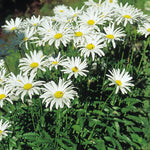 White Daisy Live Plant, Daisy Flowers Plants Live for Outdoor Garden, 3 to 6 Inch Tall