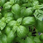 Sweet Basil Plant in 4 Inch Pot - 4-6 Inch Tall Herb Plants