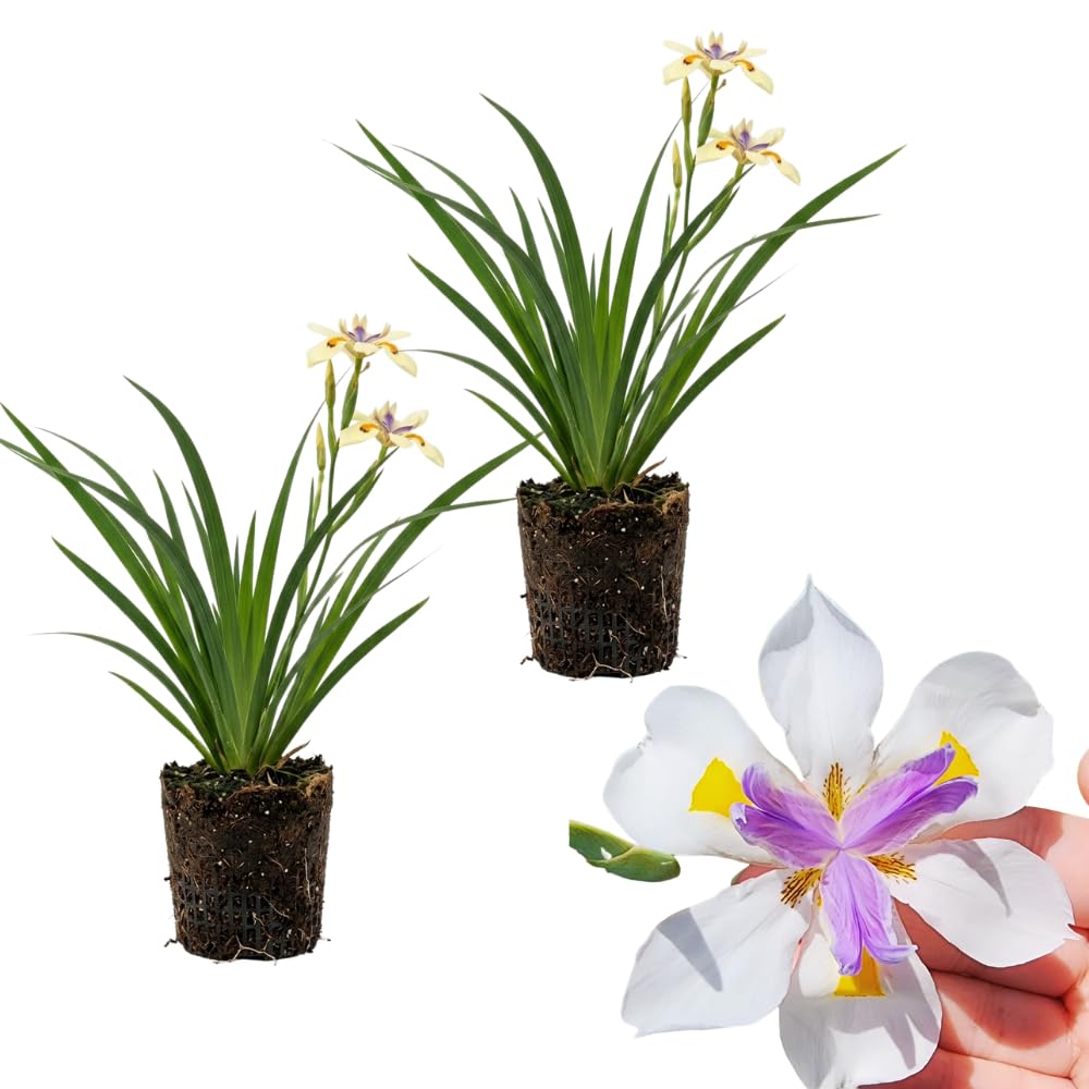 Pack 2 African Iris Plants Live for Outdoor Garden, Full Rooted from 4-6 Inches Tall, African Iris Flower Shrub, Easy Care for Summer Blooms