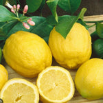 Meyer Lemon Tree Live Plant, Citrus Starter Plant 2-4” Tall in 4” Pot, Fragrant Yellow Citrus Tree