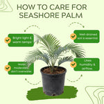 Palm Tree Live Plant, Fully Rooted in 3 Gallon Pot, Rare Tropical Plant Live for Indoor or Outdoor Growing, Seashore