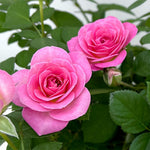 Rose Bush Live Plant, Heirloom Rose Plant Live for Planting, 5-8 Inch Height, Reblooming Shrub (Pink Rose)