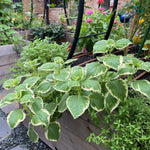 3 Cuban Oregano Plants Live, Fragrant Cuban Herb Plants Ready to Grow Outdoor Garden 4-7 Inch Tall - Variegated Cuban
