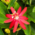 Pack 2 Passion Flower Plants, Red Passiflora Vine Flowering Plant 4-7 Inch Tall, Indoor Outdoor Planting