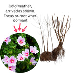2 Althea Rose of Sharon Hibiscus Shrubs Live Seedlings, Bareroots 1 to 2 Feet Tall, Hardy Perennial Flowering Bushes for Garden (Pink)