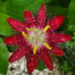 Burgundy Passion Flower Plant Live, Passiflora Flowering Vine, Trailing Passion Flowers 4 to 8 Inch Tall