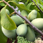 1 Year Old Paw Paw Tree Live Plant in Quart Pot, Pawpaw Tree Plant Live, 6 to 12 Inc Tall Asimina Triloba Trees for Planting