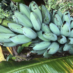 Ice Cream Banana Plant Live 5 to 8 Inch Tall, Blue Jave Banana Tree Live Plant, Blue Banana Fruit Plant for Growing