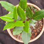 Bay Leaf Tree Live Plant, Laurus Nobilis Sweet Bay Laurel, 6-10" Tall in 4" Pot, Fragrant Culinary Herb Tree for Indoor or Outdoor Growing
