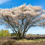 Serviceberry Tree Live Plant in Quart Pot, 10-16 Inches Tall, Serviceberry Plant for Outdoor Planting, Hardy Fruit and Ornamental Tree