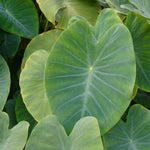Vietnamese Taro Plant, 3-6" Tall, Taro Plant in Pot, Edible Tropical Plant for Garden Growing