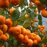 Persimmon Fruit Tree Live Plant, Hardy Persimmon Tree Live Plant for Planting Outdoors, 7 to 10 Inc Long