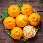 Japanese Mandarin Tree Live Plant Grafted 2-3 Feet, Fast-Growing and Bear Fruit for Citrus Garden Outdoor Planting Zones 9-11