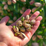 Set 2 Pistache Tree Bare Roots 1-2 Feet Tall, Dormant Hardy Pistache Nut Tree Seedlings, Gardens and Landscapes Planting