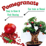 Red Pomegranate Tree Live Plant, 5–9” Cold-Hardy, Starter 5-Month-Old Edible Fruit Tree for Home Garden