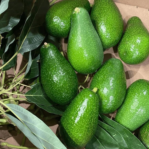 1 Year Old Live HASS Avocado Tree Plant, Well-Rooted Fruit Tree in Half Gallon Pot, 8–16 Inch, Easy to Grow, No CA