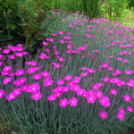 Set 10 Mixed Dwarf Dianthus Perennial Plants Live, Dianthus Live Plants for Outside Planting, Pink White Red Dianthus Color, Dianthus Flower Plant Live, Zones 3 to 9