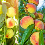 Peach Tree Live Plant, Outdoor Garden Fruit Tree, 1-2 Ft Tall