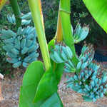 Ice Cream Banana Plant Tree Live, Cold Hardy 4-7" in Tall, No Pot, Outdoor Spring Planting, Rare and Sweet Banana Plants