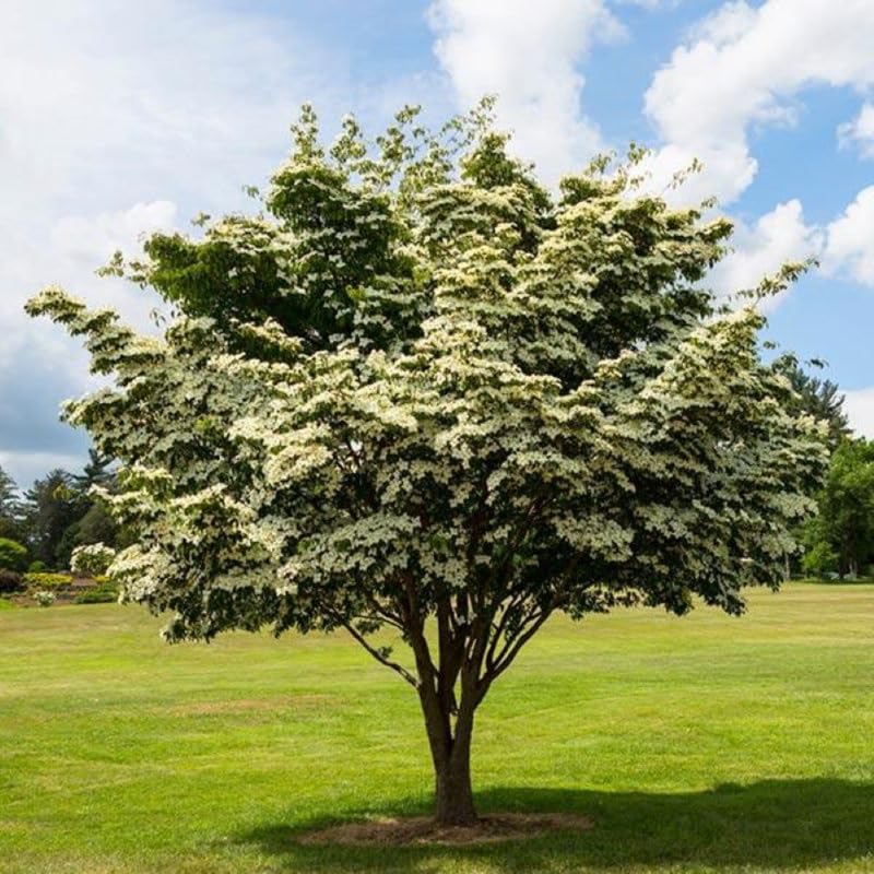 2 Kousa Dogwood Trees Live Plant, 12 to 24 Inc Tall in Quart Pot, Live White Kousa Flowering Dogwood Trees Shrubs for Planting Outdoors, Dormant in Winter