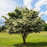 Kousa Dogwood Tree Live Plant in Quart Pot, 12-18 Inc Tall White Flowering Dogwood Trees for Planting Outdoors, Dormant in Winter