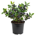 Black Huckleberry Fruit Tree 4-6 Inches in 4 Inch Pot, Live Berry Bush for Patio Pots, Garden Borders and Outdoor Growing