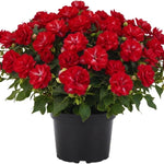 2 Impatiens Plants Live, Impatiens Flower Live Plant, 5 to 7 Inc Tall, Annual Flower Hanging Basket Plants Outdoor Indoor (Double Red)