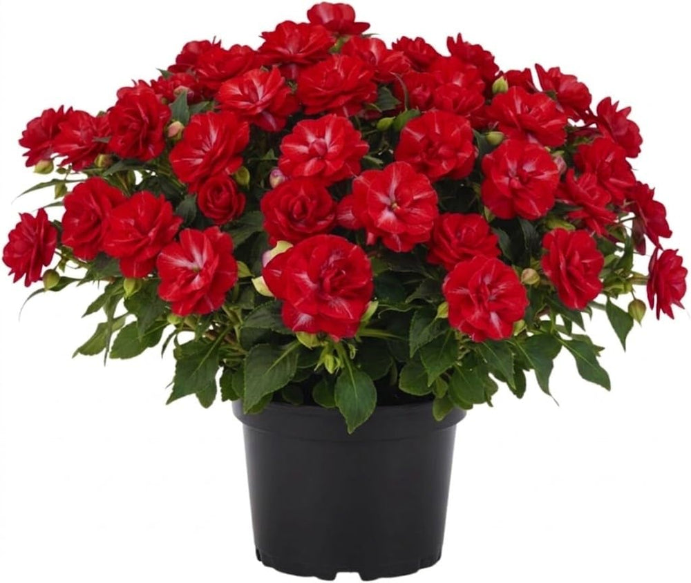 2 Impatiens Plants Live, Impatiens Flower Live Plant, 5 to 7 Inc Tall, Annual Flower Hanging Basket Plants Outdoor Indoor (Double Red)