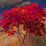 2 Rare Sumac Trees Live Plants Bare Roots, Dormant 1-2 Feet Tall, Hardy Shrub Fragrant Ground Cover for Landscaping