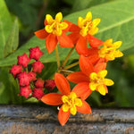 4 Red Milkweed Plants Live 4-9 Inc Tall, Tropical Milkweed Plants Well Rooted, Outdoor Growing