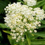 2 Butterfly Milkweed Plants Live, Asclepias Tuberosa Tropical Milkweed Flowers for Butterfly Garden, 4-9" Tall Perennials, No Pot Included (White Milkweed)