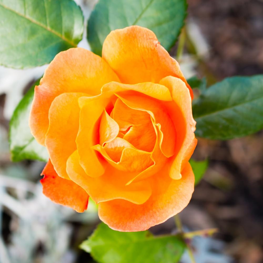 Rose Bush Live Plant, Heirloom Rose Plant Live for Planting, 5-8 Inch Height, Reblooming Shrub (Orange Rose)