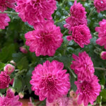 Chrysanthemum Plants Live 4 to 7 Inch Tall, Mums Live Plants, Vibrant Perennial Mum Plant for Planting in Garden (Pink)