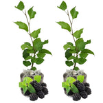 Pack 2 Mulberry Tree Live Plant for Growing 5 to 8 Inch Tall, Everbearing Mulberry Bush Live Plant, Mulberry Plant Live Home Garden (Illinois Mulberry)