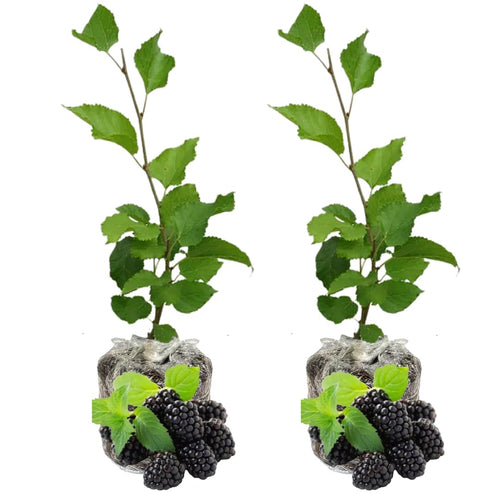 Pack 2 Mulberry Tree Live Plant for Growing 5 to 8 Inch Tall, Everbearing Mulberry Bush Live Plant, Mulberry Plant Live Home Garden (Illinois Mulberry)