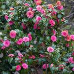 Pink Camellia Live Plant, 10-12 Inch Tall Camellia Japonica in 4" Pot, Flowering Shrub for Indoor or Outdoor Planting