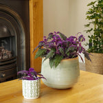 2 Gynura Purple Passion Plants Live, 4-8” Tall, Royal Velvet Purple Indoor Plant Live Houseplant for Home Décor, No Pot Included