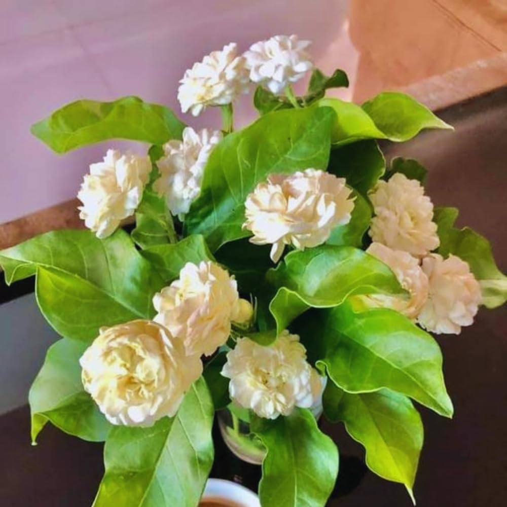 Double Jasmine Flower Plant Live, 1 Live Plant, Sambac Jasmine Plants Live, 5 to 6 Inc Tall