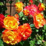 Orange Yellow Climbing Rose Live Plant Well Rooted, No Leaf, Ready to Plant Indoor Outdoor, Climber Rose Bush, Hybrid Tea Rose Like, Very Fragrant, Long Bloomer