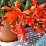 Live Orange Christmas Cactus Live Plant 4–6 Inches Tall, Winter Blooming False Thanksgiving Cactus Well Rooted, Flowering Houseplant for Home and Office