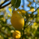 Live Meyer Lemon Tree Plant, Lemon Citrus Fruit Tree, 2-4 Inches Tall in 4 Inch Pot, Ready for Planting